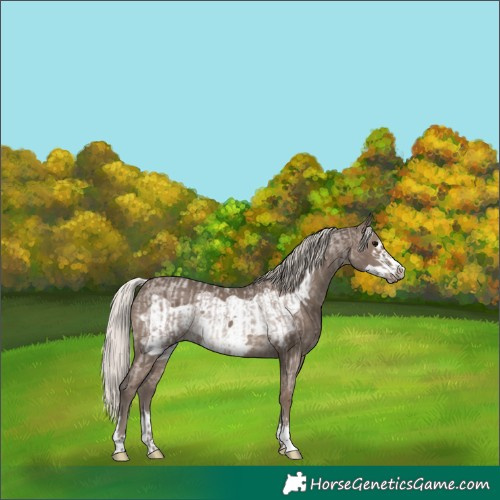 Horse Color:Silver Blue Roan Rabicano and Silver Black Frame