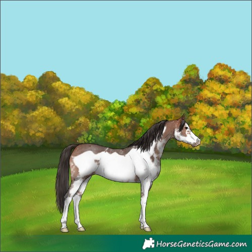 Horse Color:Bay Sabino Frame 