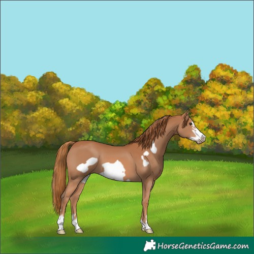 Horse Color:Chestnut Frame