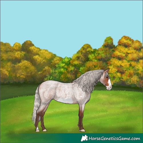 Horse Color:Silver Bay Roan Frame Rabicano