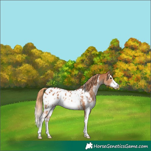 Horse Color:Chestnut Sabino Splash Frame Blanket 