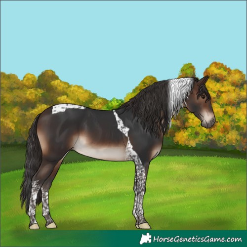 Horse Color:Brown Tobiano