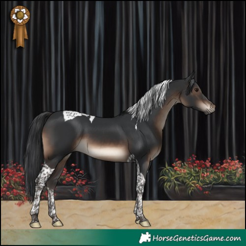 Horse Color:Brown Tobiano