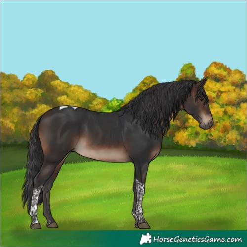 Horse Color:Brown Tobiano 