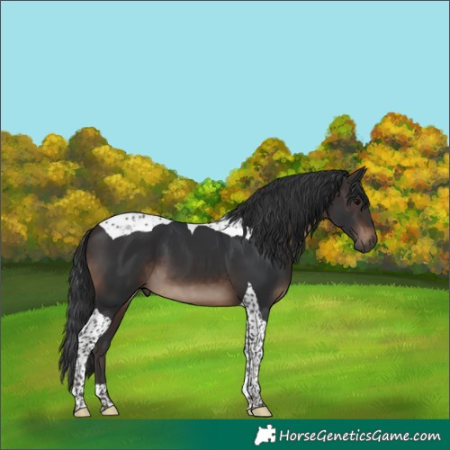 Horse Color:Brown Tobiano 