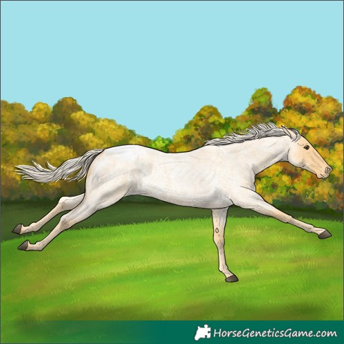 Horse Color:Palomino Roan Snowcap 