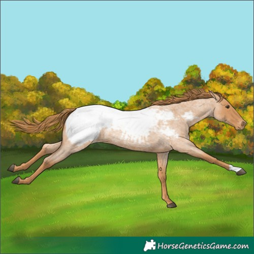 Horse Color:Red Roan Near Fewspot