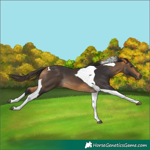 Horse Color:Buckskin Tobiano 