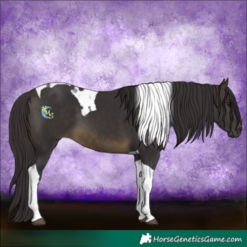 Horse Color:Buckskin Tobiano