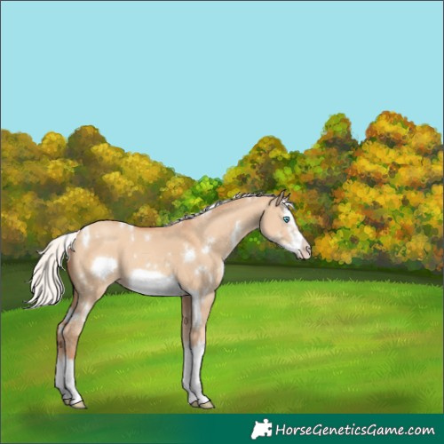 Horse Color:White Spotted Silver Classic Champagne Dun Splash Frame