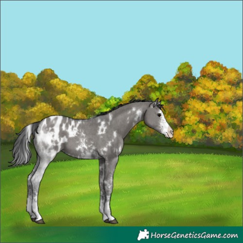 Horse Color:White Spotted Grullo Sabino Blanket