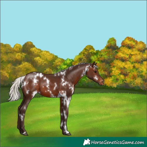 Horse Color:White Spotted Silver Brown Varnish 