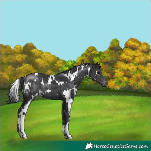 Horse Color:White Spotted Black Blanket