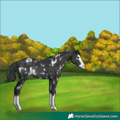 Horse Color:White Spotted Black Splash Snowcap Rabicano 