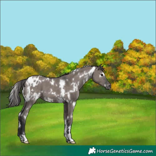 Horse Color:White Spotted Grullo Blanket