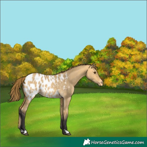Horse Color:Buckskin Dun Blanket 