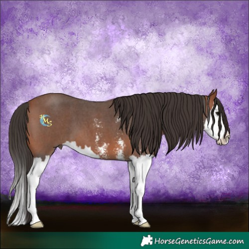 Horse Color:Bay Sabino Splash 