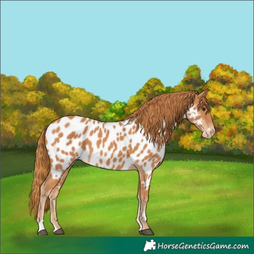 Horse Color:Chestnut Near Leopard 