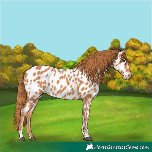 Horse Color:Chestnut Near Leopard