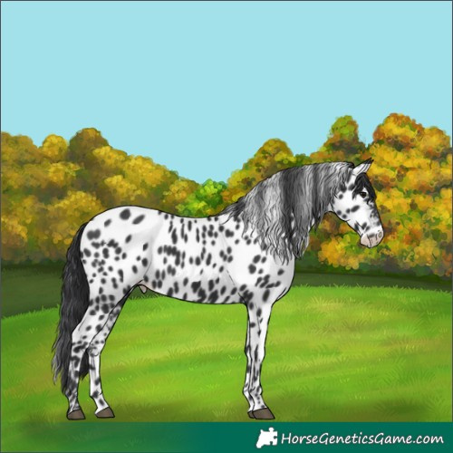 Horse Color:Black Near Leopard