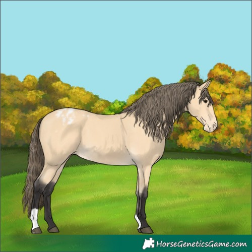 Horse Color:Buckskin Blanket