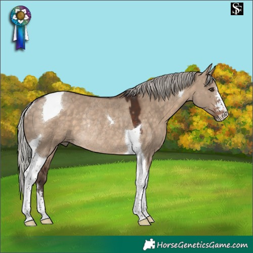 Horse Color:Silver Brown Dun Tobiano Rabicano