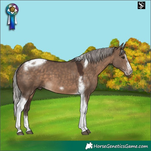 Horse Color:Silver Brown Dun Splash Tobiano Frame 