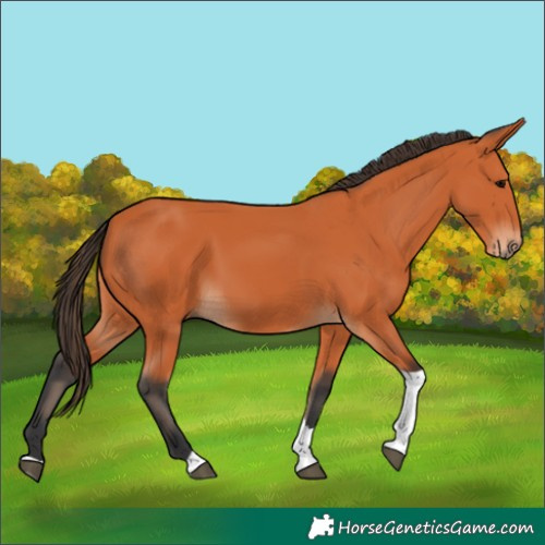 Horse Color:Bay Tobiano