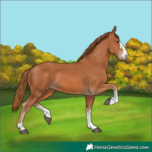 Horse Color:Chestnut 