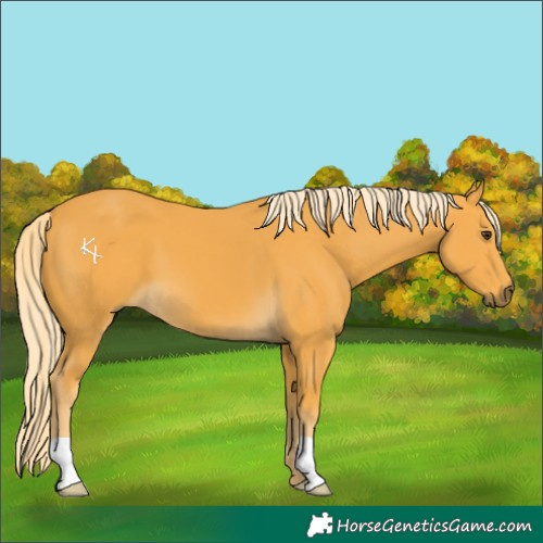 Horse Color:Palomino