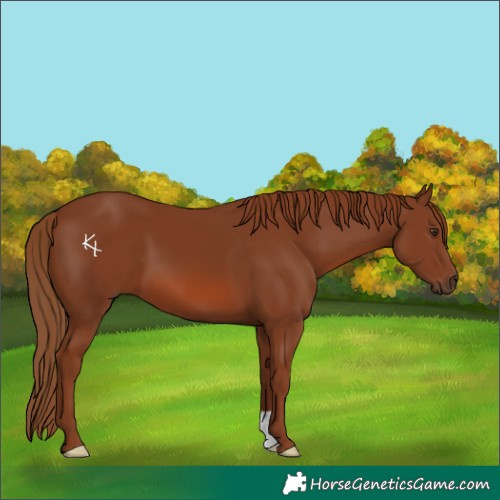 Horse Color:Chestnut 