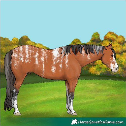 Horse Color:Powder White Bay 