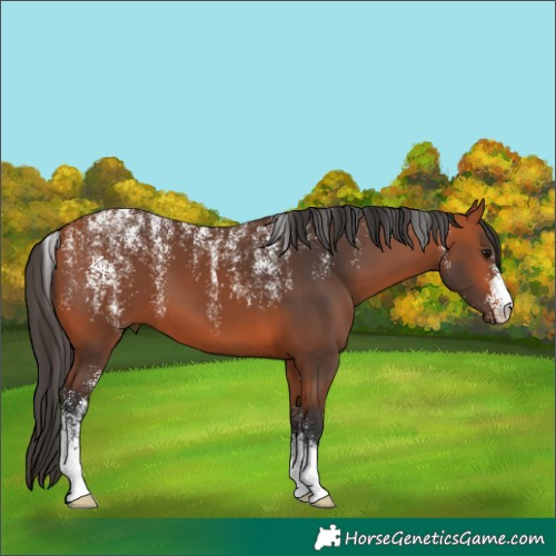 Horse Color:Powder White Bay 