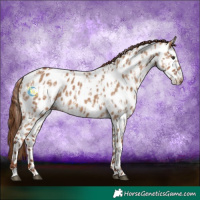 Horse Color:Red Dun Near Leopard and Red Dun Near Leopard