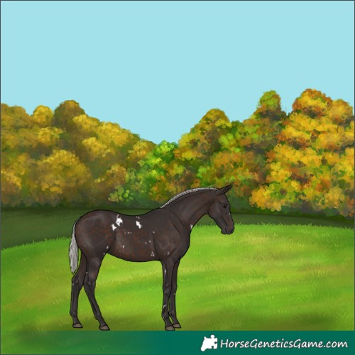 Horse Color:White Spotted Silver Brown 