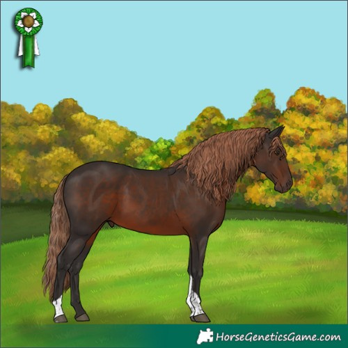 Horse Color:Liver Chestnut Tobiano