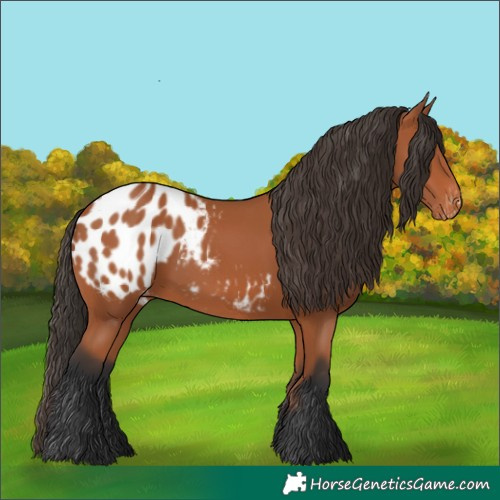 Horse Color:Bay Blanket Rabicano 