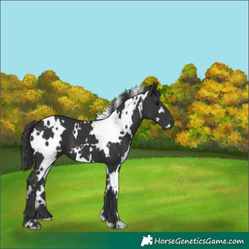 Horse Color:White Spotted Black