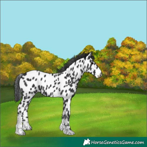 Horse Color:Black Tobiano Near Leopard 