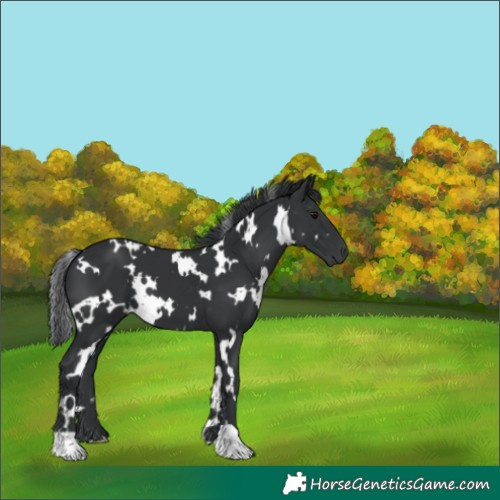 Horse Color:White Spotted Black 