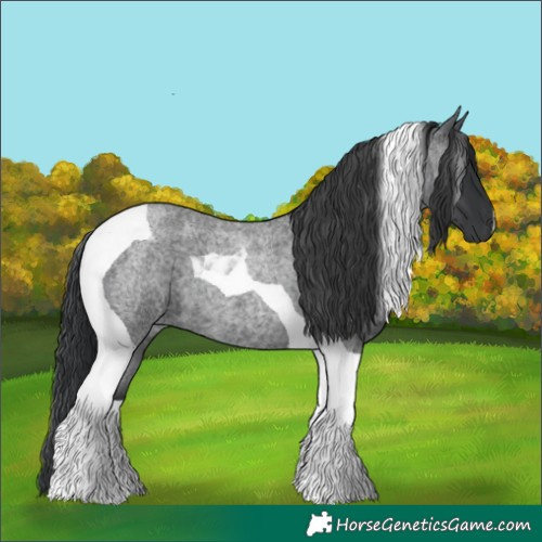 Horse Color:Blue Roan Tobiano