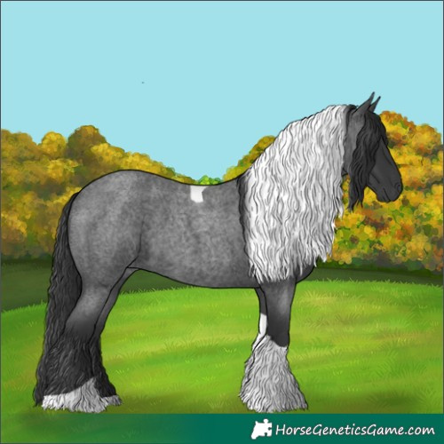 Horse Color:Blue Roan Tobiano