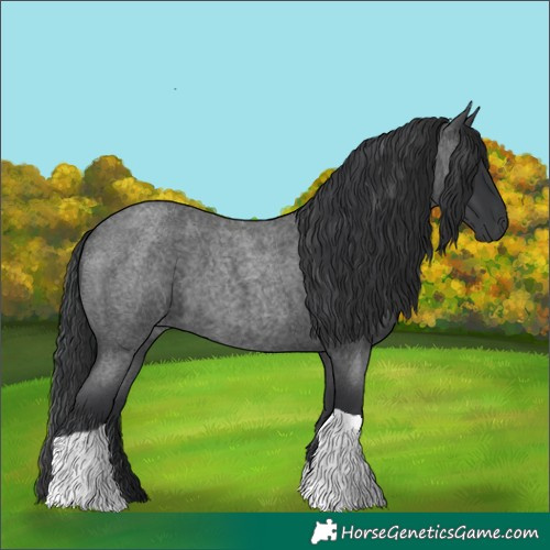 Horse Color:Blue Roan Tobiano