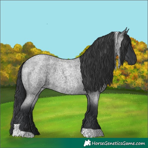 Horse Color:Blue Roan Tobiano
