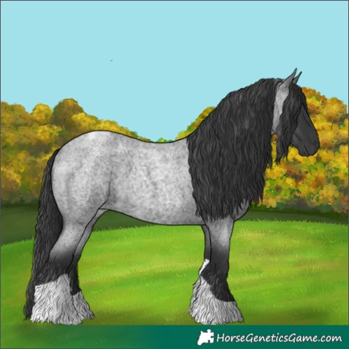 Horse Color:Blue Roan Tobiano