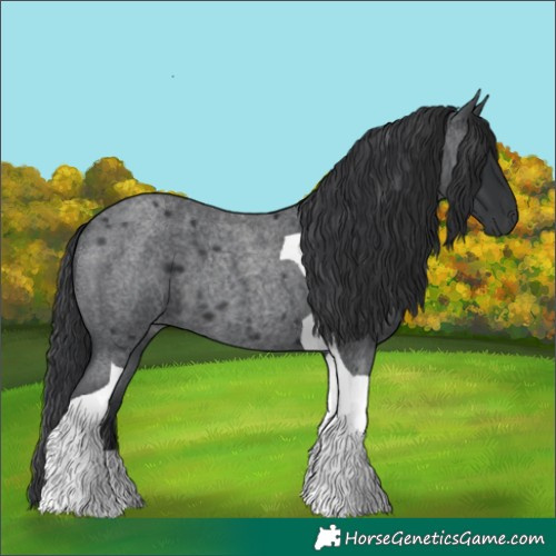 Horse Color:Blue Roan Tobiano 