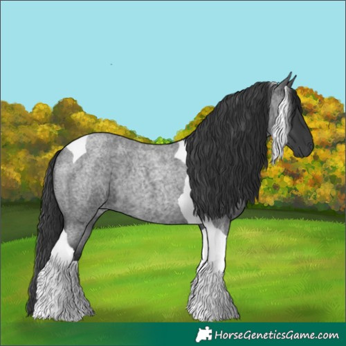 Horse Color:Blue Roan Tobiano