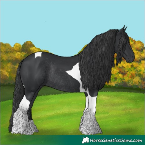 Horse Color:Black Tobiano Rabicano