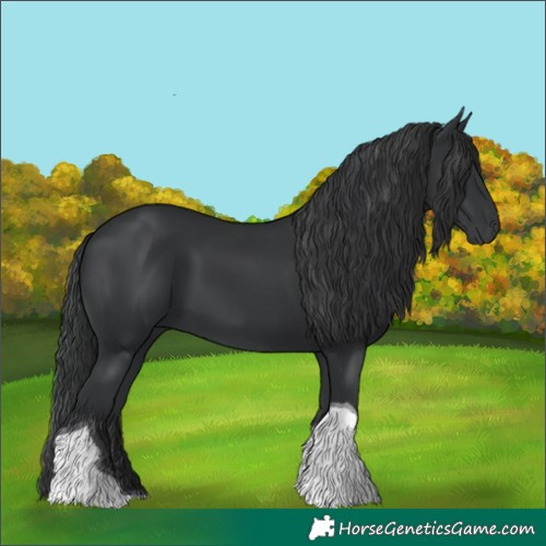 Horse Color:Black Tobiano Rabicano
