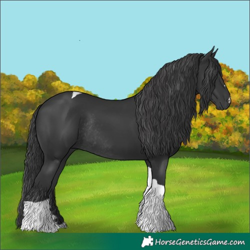 Horse Color:Black Tobiano Rabicano 
